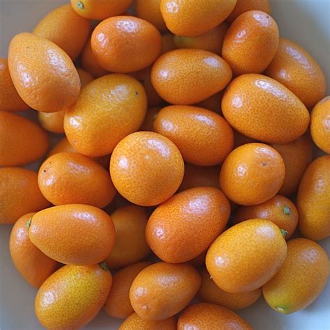 where to buy kumquats